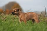 BORDER TERRIER 155